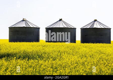 Drei große Metallkorn-Lagerbehälter mitten auf einem blühenden Rapsfeld mit einem durchgebrannten sonnigen Himmel; östlich von Calgary, Alberta, Kanada Stockfoto