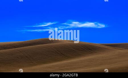 Hügeliges Getreidefeld unter einem blauen, sonnigen Himmel mit wispigen Zirruswolken; Palouse, Washington, Vereinigte Staaten von Amerika Stockfoto