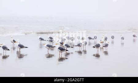 Möwen, die am nassen Strand in der Brandung stehen; Cannon Beach, Oregon, Vereinigte Staaten von Amerika Stockfoto