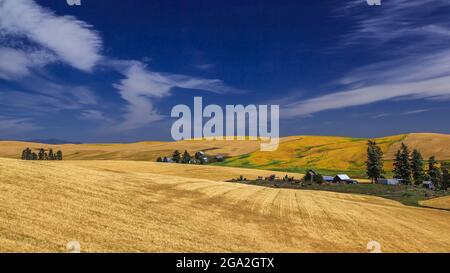 Getreidepflanzen auf dem hügeligen Ackerland, das die landwirtschaftlichen Gebäude mit einem bewölkten, blauen Himmel umgibt; Palouse, Washington, USA Stockfoto