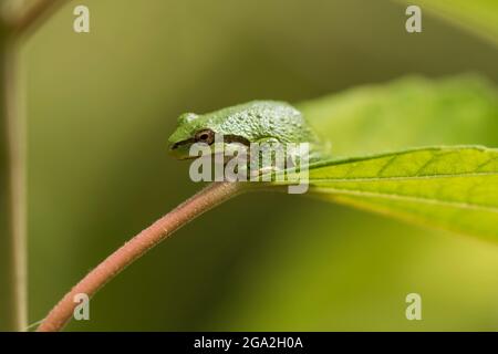 Ein Pazifischer Baumfrosch (Pseudacris regilla) ruht auf einem Blatt in einem Garten in Oregon; Astoria, Oregon, USA Stockfoto