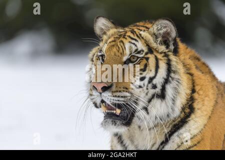 Sibirischer Tiger (Panthera tigris altaica), der im Winter seine Zähne bärt; Tschechische Republik Stockfoto