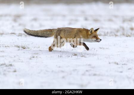 Rotfuchs (Vulpes vulpes) im Schnee; Europa Stockfoto