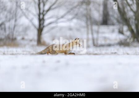 Rotfuchs (Vulpes vulpes) im Schnee, Europa Stockfoto