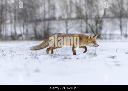 Rotfuchs (Vulpes vulpes), der im Schnee Beute verfolgt; Europa Stockfoto