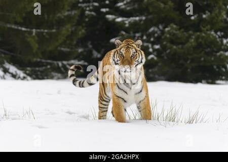 Sibirischer Tiger (Panthera tigris altaica) im Winter; Tschechische Republik Stockfoto