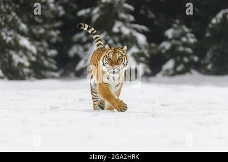 Sibirischer Tiger (Panthera tigris altaica), der im Winter im Schnee unterwegs ist; Tschechische Republik Stockfoto