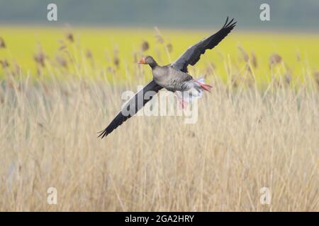 Graugans (Anser anser) im Flug über einem Feld von hohem Gras Stockfoto