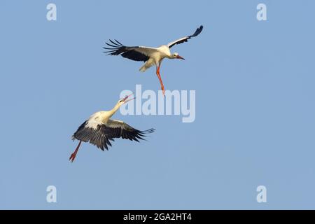 Zwei Weißstörche (Ciconia ciconia) im Flug an einzigartigen Positionen in einem blauen Himmel Stockfoto