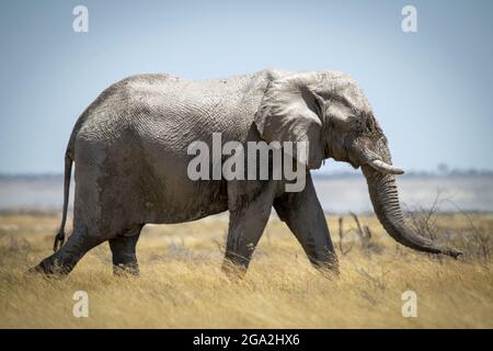 Afrikanischer Buschelefant (Loxodonta africana), der durch das lange Gras auf der Savanne im Etosha National Park schreitet; Otavi, Oshikoto, Namibia Stockfoto