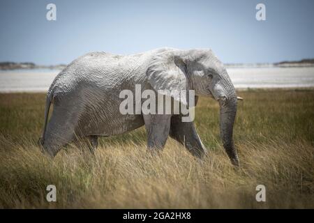 Afrikanischer Buschelefant (Loxodonta africana), der durch das lange Gras auf der Savanne im Etosha National Park schreitet; Otavi, Oshikoto, Namibia Stockfoto