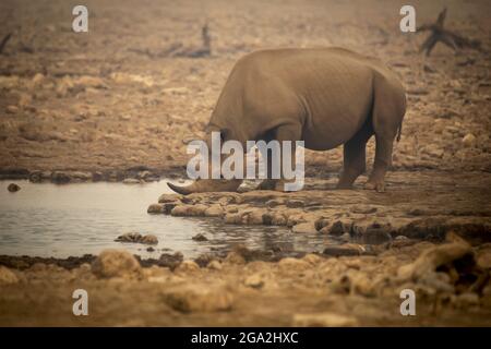 Schwarzes Nashorn (Diceros bicornis), das aus einem Wasserloch im Dunst des Etosh National Park trinkt; Otavi, Oshikoto, Namibia Stockfoto