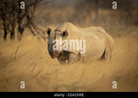 Schwarzes Nashorn (Diceros bicornis), das die Kamera anschaut und auf einem Feld aus goldenem langem Gras auf der Savanne im Etosh National Park steht Stockfoto