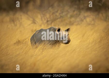 Schwarzes Nashornkalb (Diceros bicornis), das auf einem Feld aus goldenem langem Gras auf der Savanne im Etosh National Park steht; Otavi, Oshikoto, Namibia Stockfoto