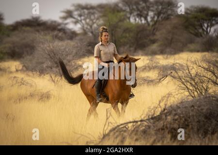 Frau, die auf der Savanne der Gabus Game Ranch durch den Busch reitet (Equus ferus caballus); Otavi, Otjozondjupa, Namibia Stockfoto