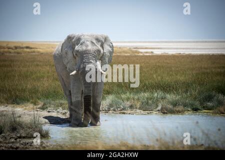 Afrikanischer Buschelefant (Loxodonta africana), der aus einem grasbewachsenen Wasserloch auf der Savanne im Etosha-Nationalpark trinkt und dabei die Kamera anschaut Stockfoto