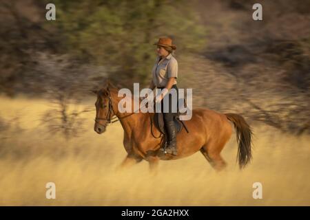 Frau, die auf dem Pferd (Equus ferus caballus) durch den Busch auf der Savanne mit dem warmen Licht des Sonnenuntergangs auf der Gabus Game Ranch reitet Stockfoto