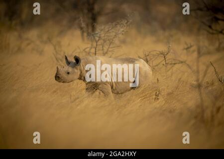 Schwarzes Nashornkalb (Diceros bicornis), das auf einem Feld aus goldenem langem Gras auf der Savanne im Etosh National Park steht; Otavi, Oshikoto, Namibia Stockfoto