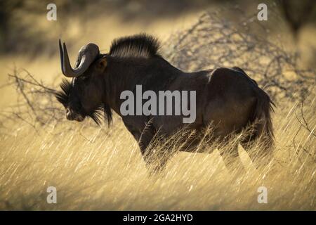 Profil des schwarzen Gnus (Connochaetes gnou), der im goldenen langen Gras auf der Gabus Game Ranch in der Savanne grast Stockfoto