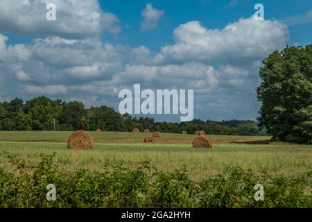 Eine ländliche Farmszene aus rollenden Heuballen, die an einem hellen sonnigen Tag im Spätsommer draußen auf dem Feld sitzen Stockfoto