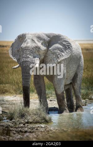 Afrikanischer Buschelefant (Loxodonta africana) watet durch den Schlamm und trinkt aus einem grasbewachsenen Wasserloch auf der Savanne im Etosha Nationalpark. Stockfoto