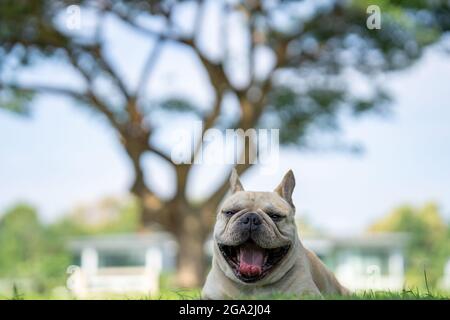 Bezaubernde französische Bulldogge Gesicht Stockfoto