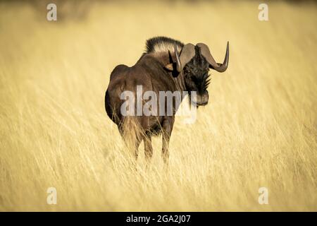 Schwarzer Gnus (Connochaetes gnou) steht im goldenen langen Gras der Savanne und blickt über die Schulter auf die Kamera der Gabus Game Ranch Stockfoto