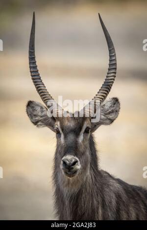 Nahaufnahme eines männlichen Wasserbucks (Kobus ellipsiprymnus), der die Kamera auf der Gabus Game Ranch anschaut; Otavi, Otjozondjupa, Namibia Stockfoto