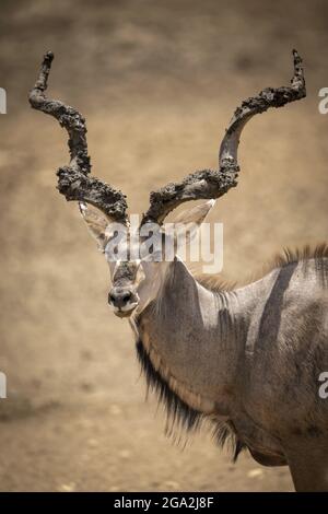 Nahaufnahme eines größeren Kudu (Tragelaphus strepsiceros) mit schlammigen Hörnern, Blick auf die Kamera auf der Gabus Game Ranch Stockfoto