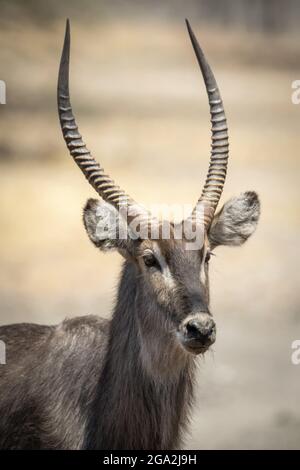 Nahaufnahme eines männlichen Wasserbucks (Kobus ellipsiprymnus), der die Kamera auf der Gabus Game Ranch anschielt; Otavi, Otjozondjupa, Namibia Stockfoto