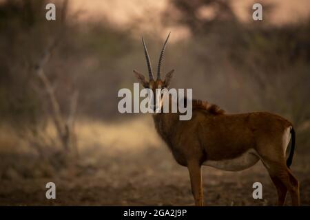 Porträt einer männlichen Zobelantilope (Hippotragus niger), die auf einem Feld steht und bei Sonnenuntergang intensiv auf die Kamera der Gabus Game Ranch blickt Stockfoto