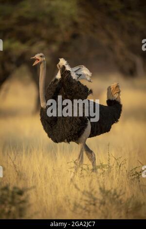 Porträt eines männlichen, gemeinen Straußes (Struthio camelus), der durch das lange Gras an Bäumen auf der Gabus Game Ranch vorbeizieht Stockfoto