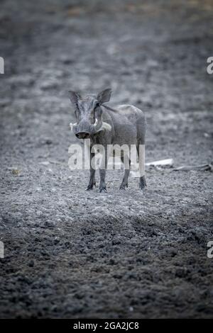 Porträt eines gewöhnlichen Warzenschweins (Phacochoerus africanus), der im Schlamm an einem Wasserloch steht und die Kamera auf der Gabus Game Ranch anschaut Stockfoto