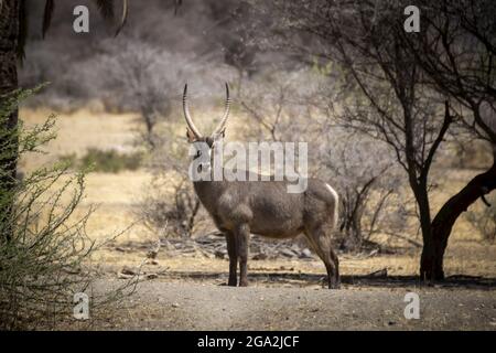 Männlicher Wasserbock (Kobus ellipsiprymnus), der auf der von Büschen umgebenen Savanne auf der Gabus Game Ranch steht; Otavi, Otjozondjupa, Namibia Stockfoto