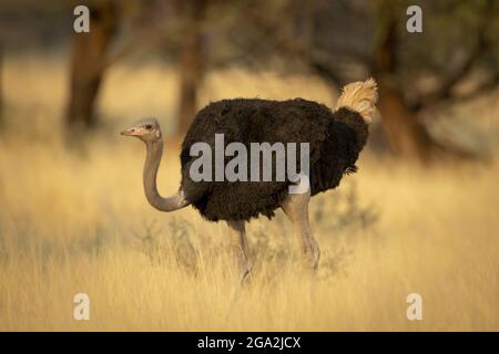 Porträt eines männlichen, gewöhnlichen Straußes (Struthio camelus), der den Kopf absenkt und durch das lange Gras auf der Gabus Game Ranch läuft Stockfoto