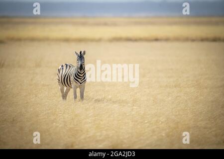 Ebene Zebra (Equus quagga früher Equus burchellii) steht in der Mitte des langen Grases auf der Savanne und schaut auf die Kamera an der Etosha N... Stockfoto