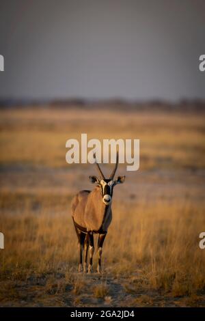 Porträt eines Gemsboks (Oryx gazella), der auf einer grasbewachsenen Ebene auf der Savanne steht und die Kamera im Etosha-Nationalpark anschaut Stockfoto