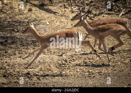 Männliche und weibliche Impalas (Aepyceros melampus) galoppieren auf der Savanne der Gabus Game Ranch vorbei; Otavi, Otjozondjupa, Namibia Stockfoto