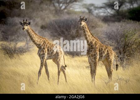 Portrait von zwei südlichen Giraffen (Giraffa camelopardalis angolensis), die auf die Kamera schauen und im goldenen langen Gras auf der Savanne bei... Stockfoto