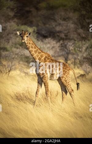 Porträt einer jungen südlichen Giraffe (Giraffa camelopardalis angolensis), die auf die Kamera schaut und durch das goldene lange Gras auf dem savan spaziert... Stockfoto