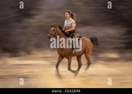 Auf der Gabus Game Ranch, Otavi, Otjozondjupa, Namibia, trabiert eine Frau auf dem Pferd (Equus ferus caballus) an Bäumen vorbei Stockfoto