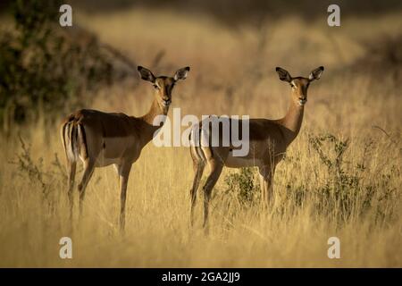 Zwei weibliche gewöhnliche Impalas (Aepyceros melampus), die im goldenen langen Gras auf der Savanne stehen und die Kamera auf der Gabus Game Ranch betrachten Stockfoto