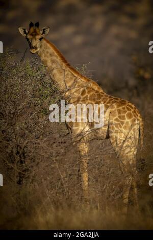 Porträt der südlichen Giraffe (Giraffa camelopardalis angolensis), die hinter Büschen in den Savannenwäldern steht und die Kamera bei... Stockfoto