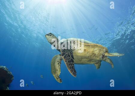 Hawaii Grüne Meeresschildkröte (Chelonia mydas) schwimmend nahe der Oberfläche mit Sonneneinbruch; Maui, Hawaii, Vereinigte Staaten von Amerika Stockfoto