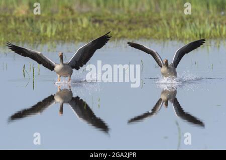 Zwei Graugänse (Anser anser) berühren sich mit ihrem Spiegelbild in Spiegelung auf der ruhigen Wasseroberfläche Stockfoto