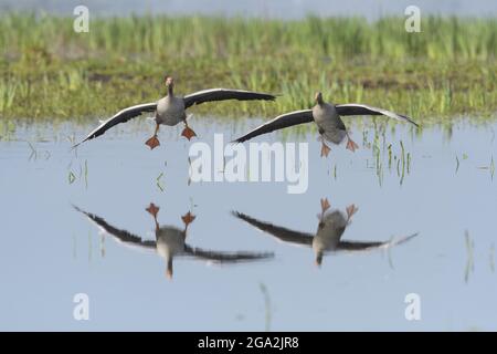 Zwei Graugänse (Anser anser) berühren sich mit ihrem Spiegelbild in Spiegelung auf der ruhigen Wasseroberfläche Stockfoto