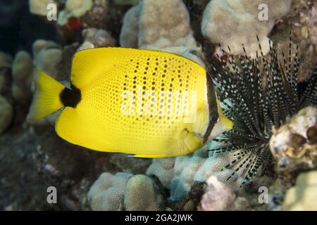 Leuchtend gelbe, hawaiianische endemische Millessamen-Schmetterlingsfische (Chaetodon miliaris) schwimmen entlang der Korallen und finden einen gebänderten Seeigel (Echinosloth c... Stockfoto