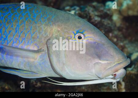 Nahaufnahme eines blauen Ziegenfisches (Parupeneus cyclostomus), der die beiden unter dem Kinn versteckten Barben zeigt, die zur Erkennung von Beute verwendet werden Stockfoto