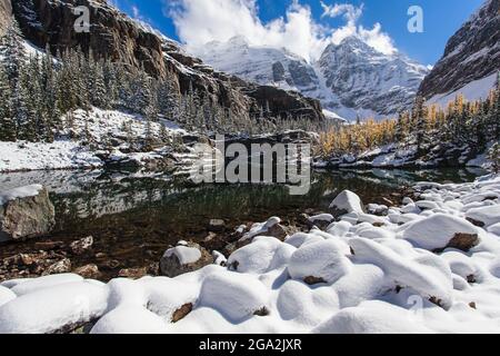 Lärchenbäume in Herbstfarben um den OESA-See in den Rocky Mountains im Yoho National Park; British Columbia, Kanada Stockfoto