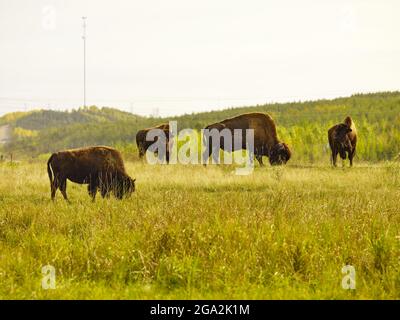 American Bison (Bison Bison) grast an einem bewölkten Tag auf einem Grasfeld; Fort McMurray, Alberta, Kanada Stockfoto